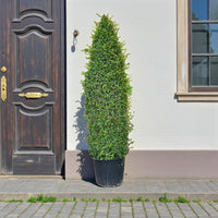 Ehretia Cone Shape - Ehretia Microphylla - Fukien Tea