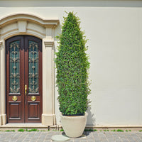 Ehretia Cone Shape - Ehretia Microphylla - Fukien Tea