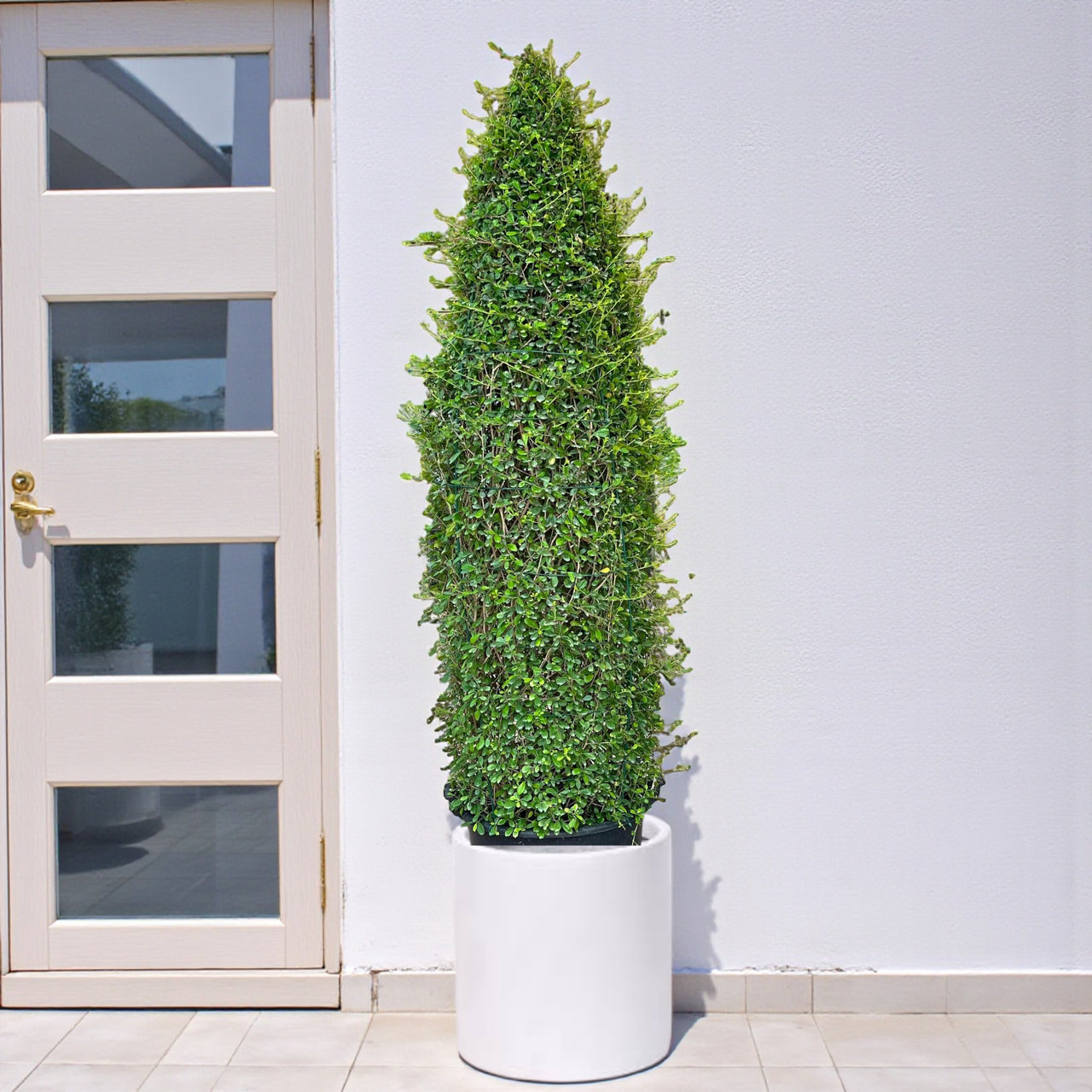 Ehretia Cone Shape - Ehretia Microphylla - Fukien Tea