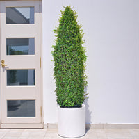 Ehretia Cone Shape - Ehretia Microphylla - Fukien Tea