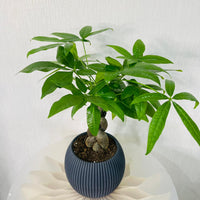 Pachira plant - Money Tree