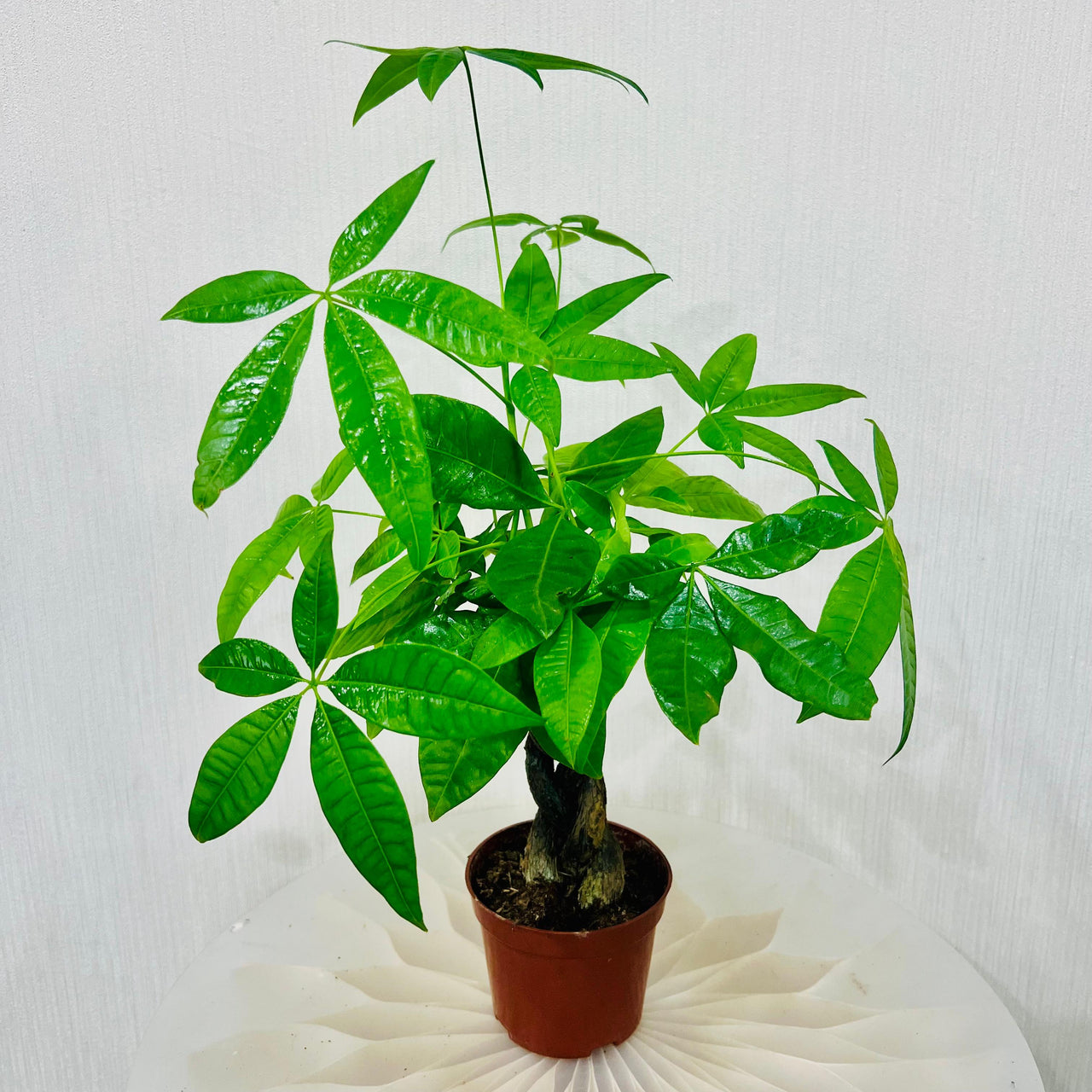 Pachira plant - Money Tree