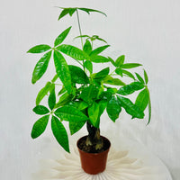 Pachira plant - Money Tree