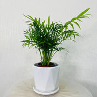 Chamaedorea Elegans Plant – Parlour palm – Dwarf Mountain Palm