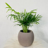 Chamaedorea Elegans Plant – Parlour palm – Dwarf Mountain Palm