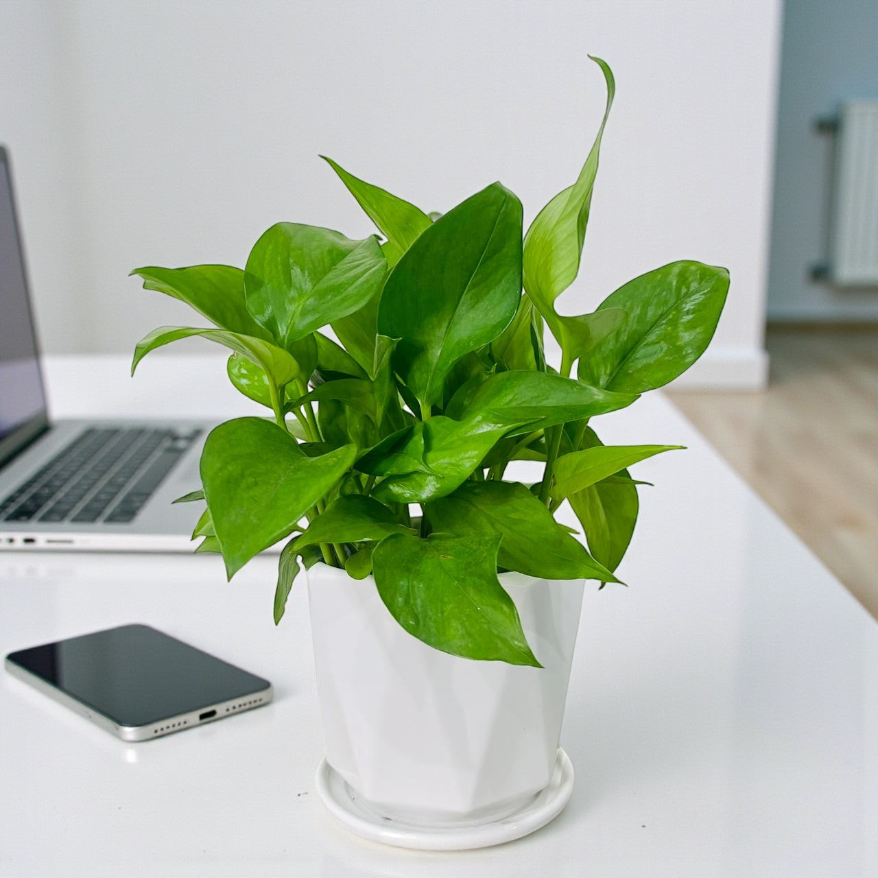 Epipremnum Plant (Golden pothos, Money plant, or Devil’s ivy)