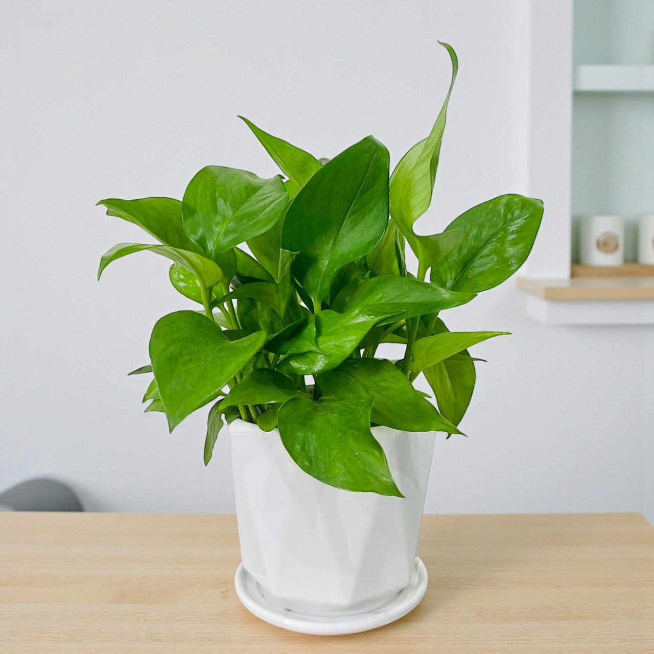 Epipremnum Plant (Golden pothos, Money plant, or Devil’s ivy)