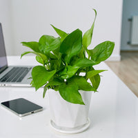 Epipremnum Plant (Golden pothos, Money plant, or Devil’s ivy)