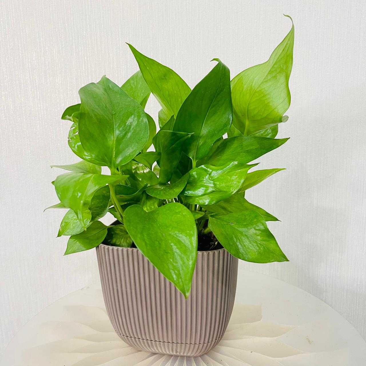 Epipremnum Plant (Golden pothos, Money plant, or Devil’s ivy)