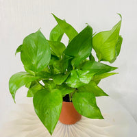 Epipremnum Plant (Golden pothos, Money plant, or Devil’s ivy)