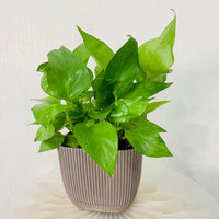 Epipremnum Plant (Golden pothos, Money plant, or Devil’s ivy)