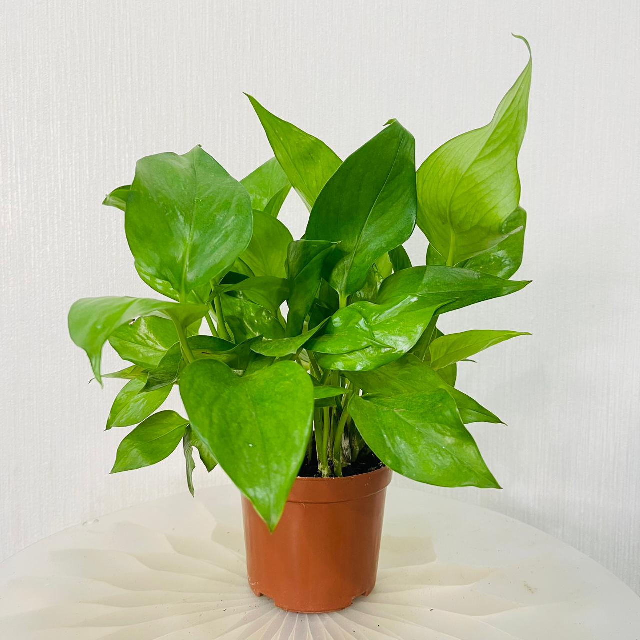 Epipremnum Plant (Golden pothos, Money plant, or Devil’s ivy)