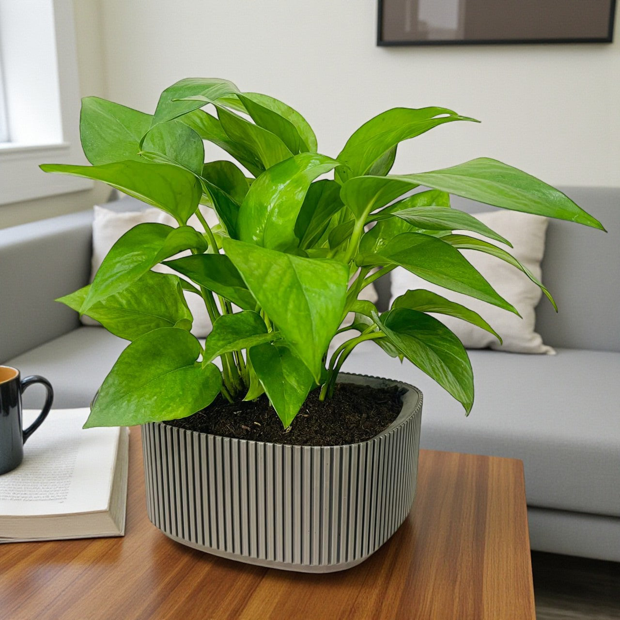 Epipremnum Plant (Golden pothos, Money plant, or Devil’s ivy)