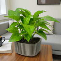 Epipremnum Plant (Golden pothos, Money plant, or Devil’s ivy)