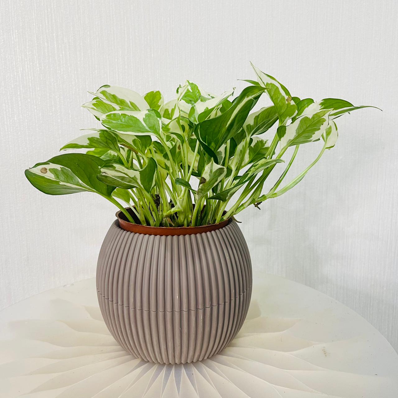 Scindapsus N'joy Plant - Money Plant