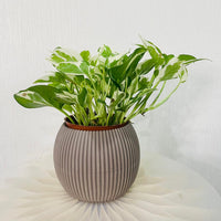 Scindapsus N'joy Plant - Money Plant