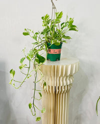 Scindapsus N'joy Plant - Money Plant