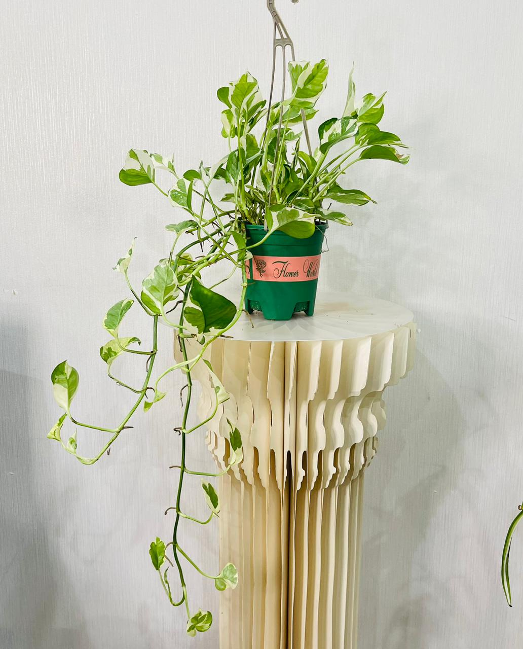 Scindapsus N'joy Plant - Money Plant