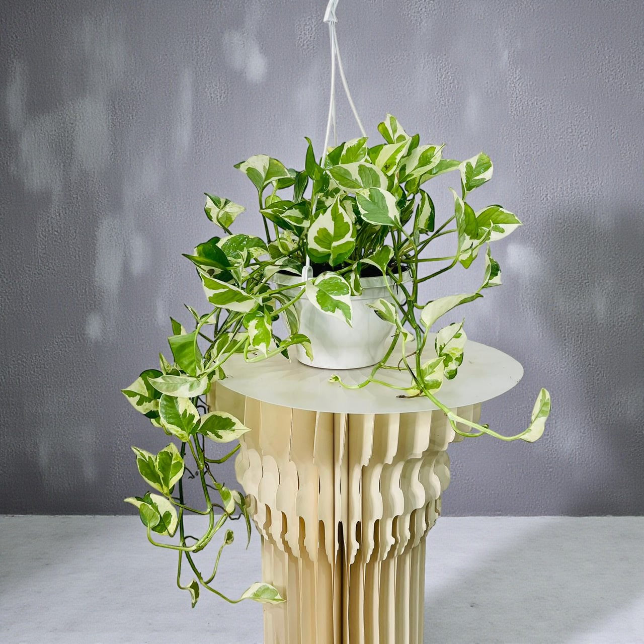 Scindapsus N'joy Plant - Money Plant