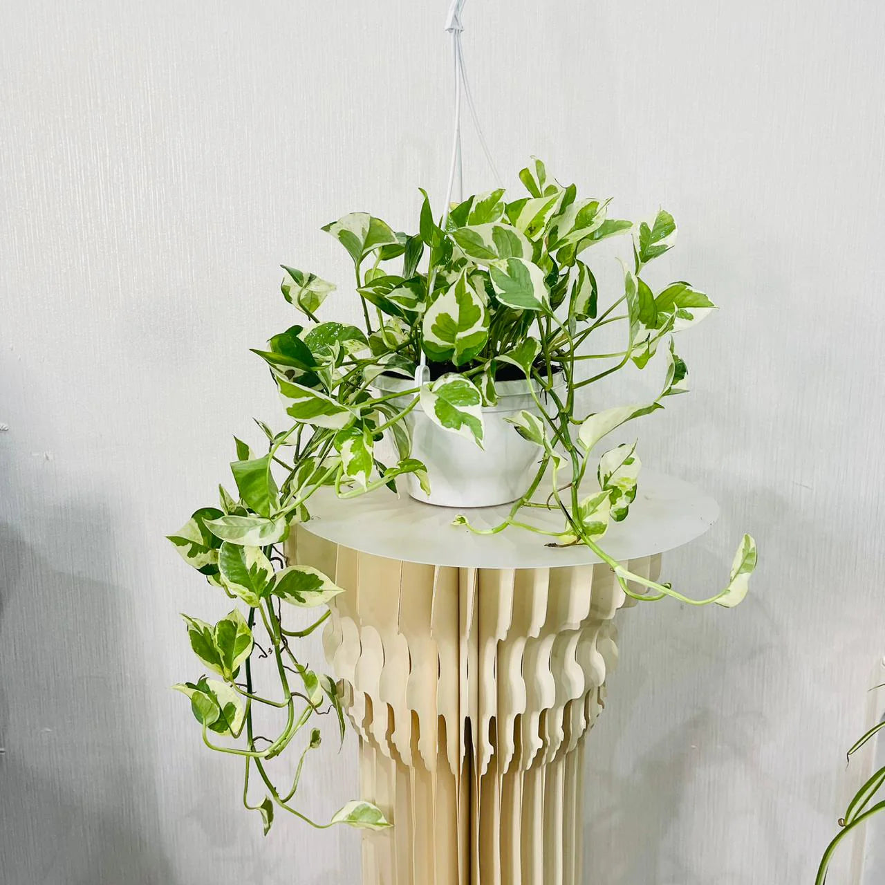 Epipremnum Plant - Pothos N' Joy