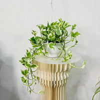 Epipremnum Plant - Pothos N' Joy