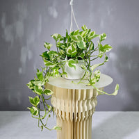 Scindapsus N'joy Plant - Money Plant