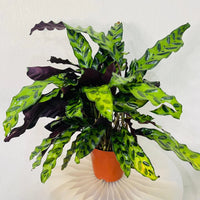Calathea Lancifolia Plant - Rattlesnake plant