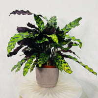 Calathea Lancifolia Plant - Rattlesnake plant