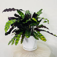 Calathea Lancifolia Plant - Rattlesnake plant