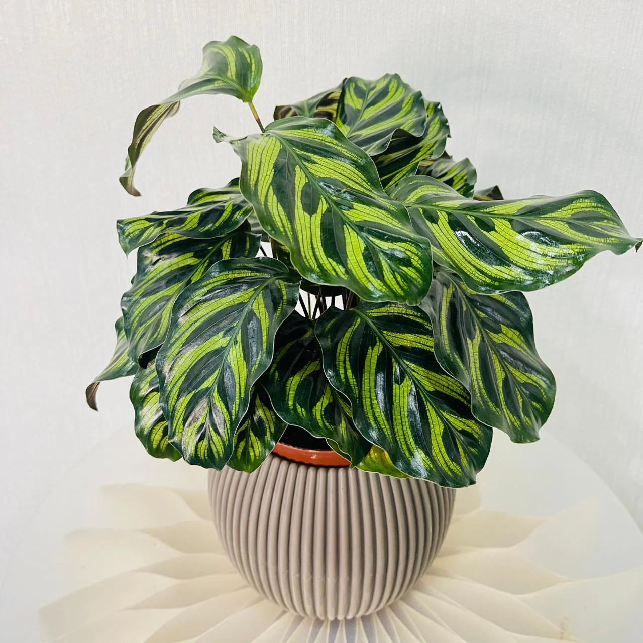 Calathea Makoyana - Peacock Plant