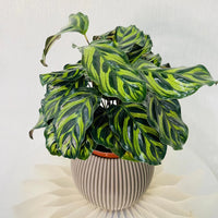 Calathea Makoyana - Peacock Plant