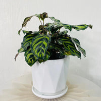 Calathea Makoyana - Peacock Plant