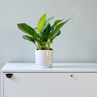 Aglaonema Plant - Chinese Evergreen