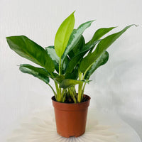 Aglaonema Plant - Chinese Evergreen