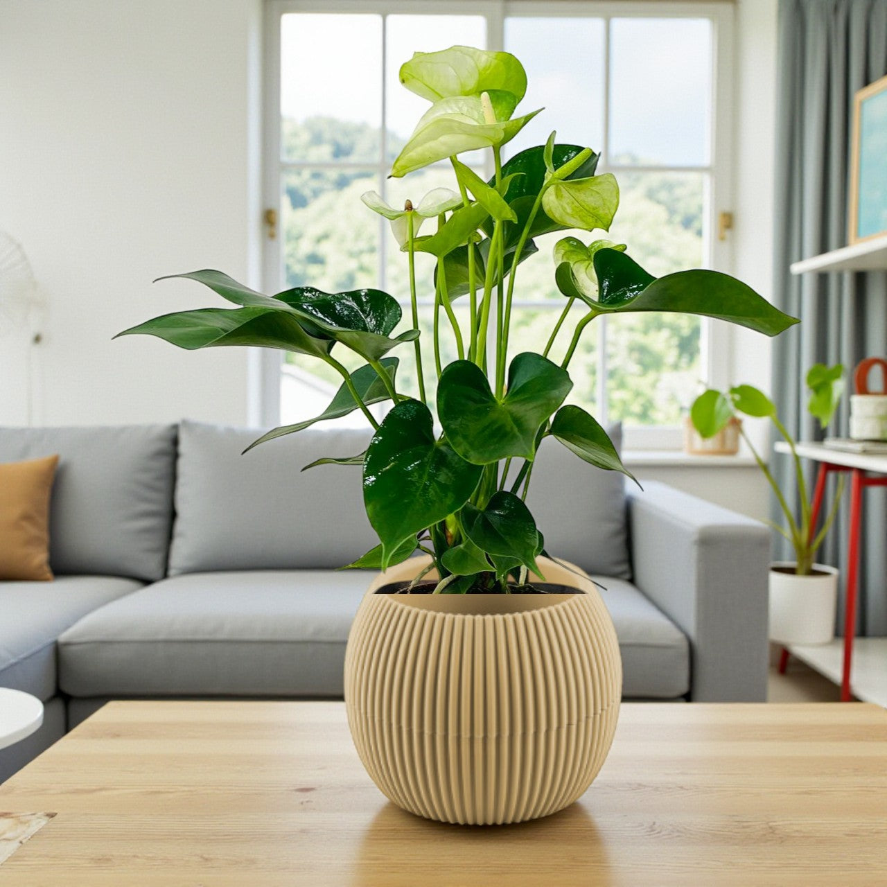 White Anthurium Plant