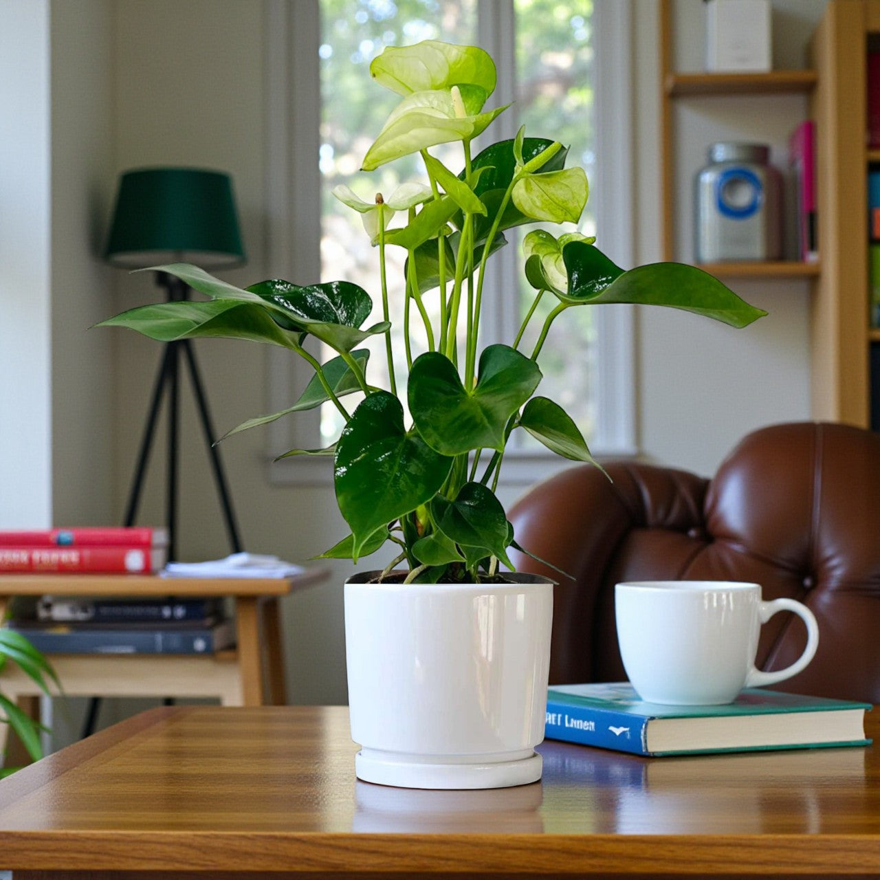 White Anthurium Plant