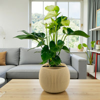 White Anthurium Plant