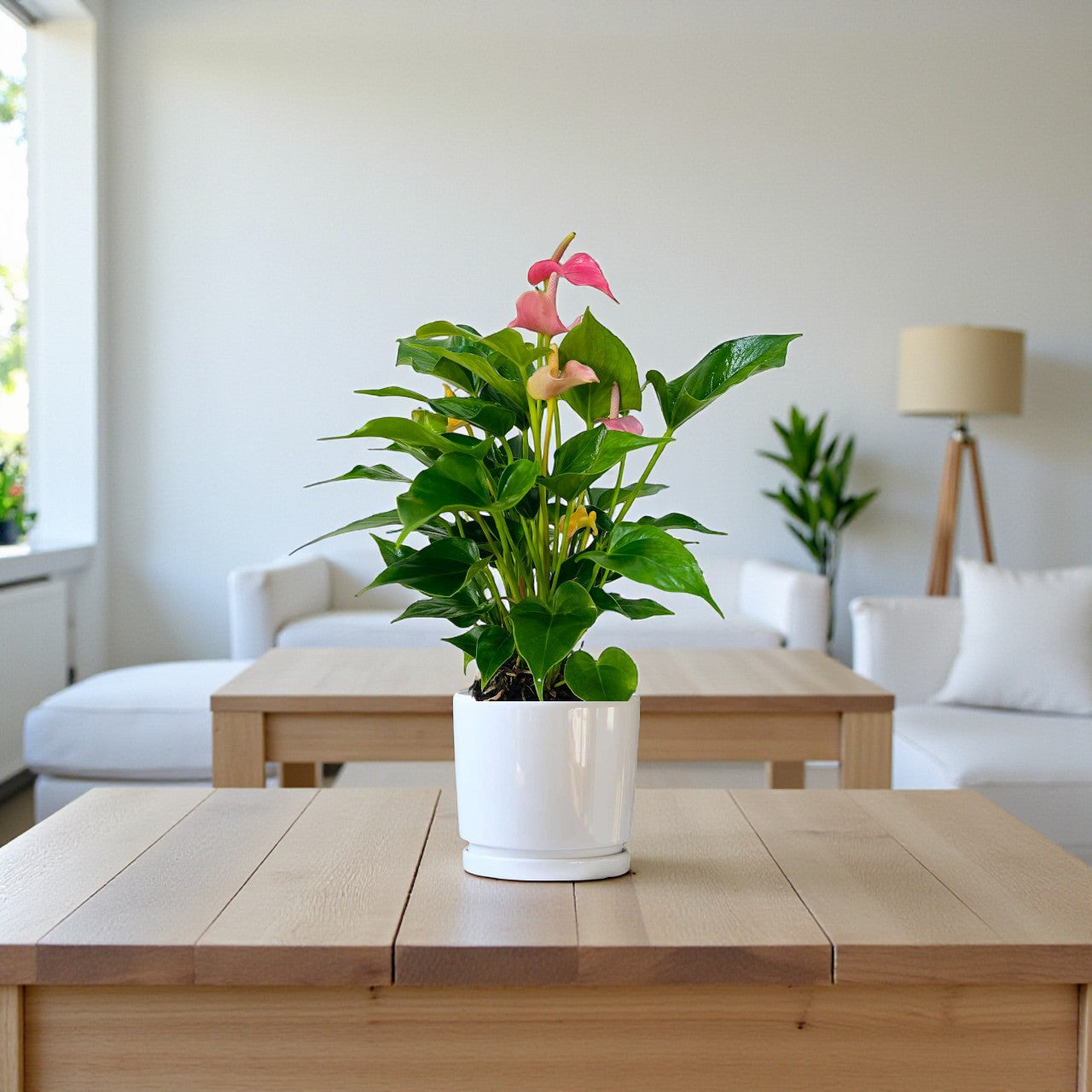 Anthurium Pink (Flamingo flower)