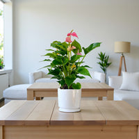 Anthurium Pink (Flamingo flower)