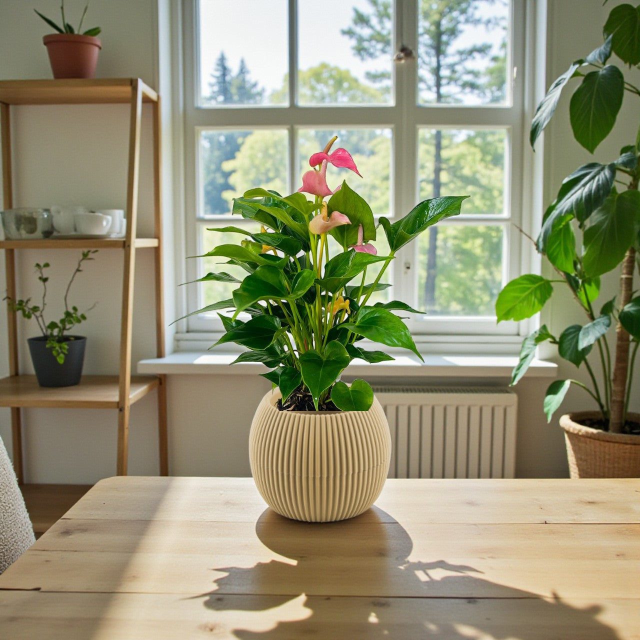 Anthurium Pink (Flamingo flower)