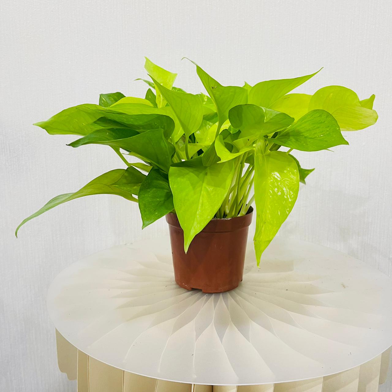 Scindapsus Golden Pothos