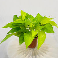 Scindapsus Golden Pothos
