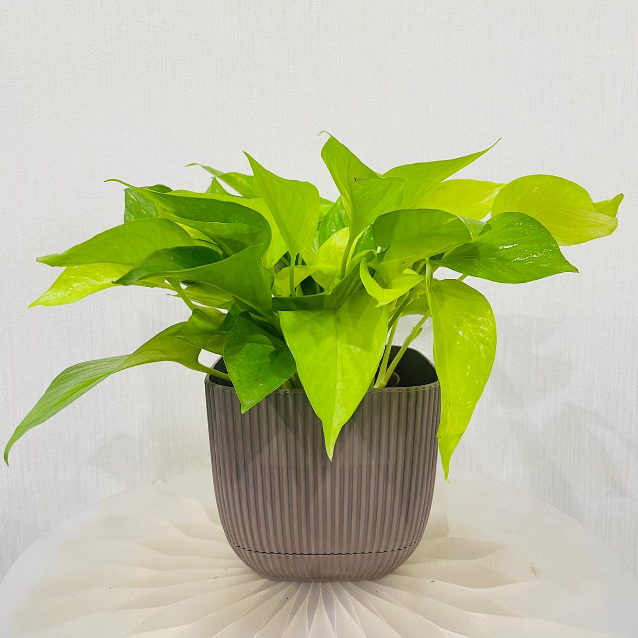 Scindapsus Golden Pothos