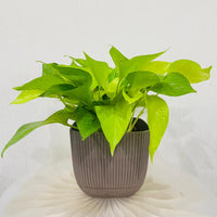 Scindapsus Golden Pothos
