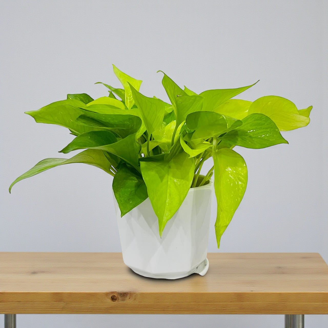 Scindapsus Golden Pothos