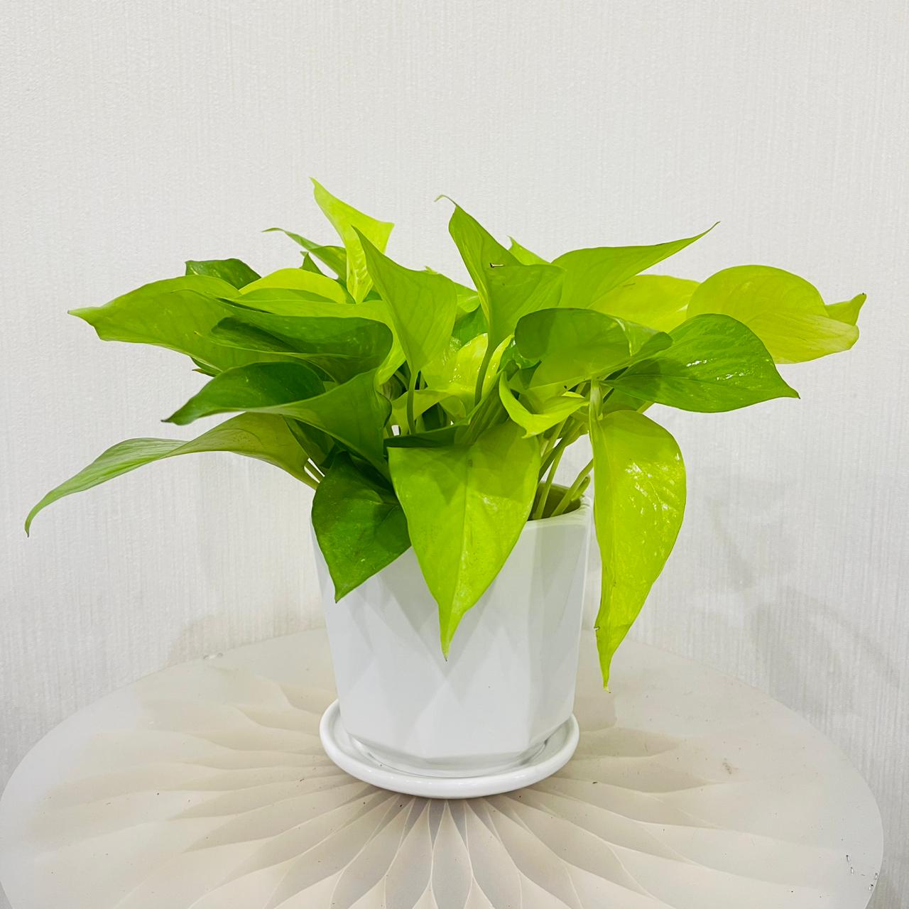 Scindapsus Golden Pothos
