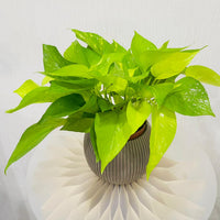 Scindapsus Golden Pothos