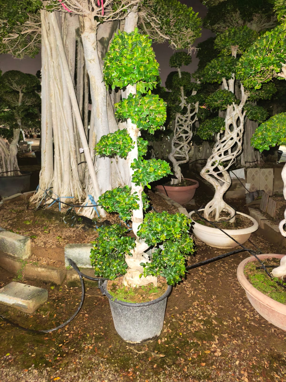 Ficus Bonsai S Shaped
