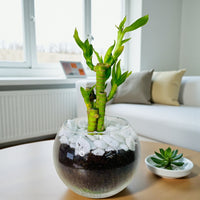 5 Lucky Strip Bamboo in glass Vase