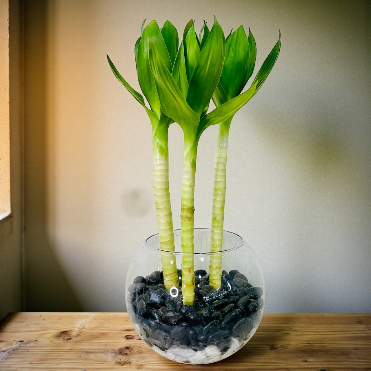 Lucky Bamboo Lotus in Premium Vase